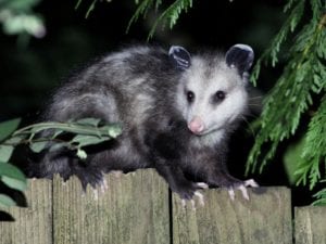 google update possum